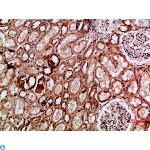 IMP3 Antibody