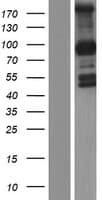 PCDHGB1 Protein (Over-Expression Lysate Myc-DDK (Flag))