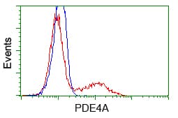 PDE4A / PDE4 Antibody (clone OTI3D4)