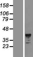 FCAR / CD89 Protein (Over-Expression Lysate Myc-DDK (Flag))