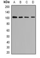 COPB2 / Beta-COP Antibody