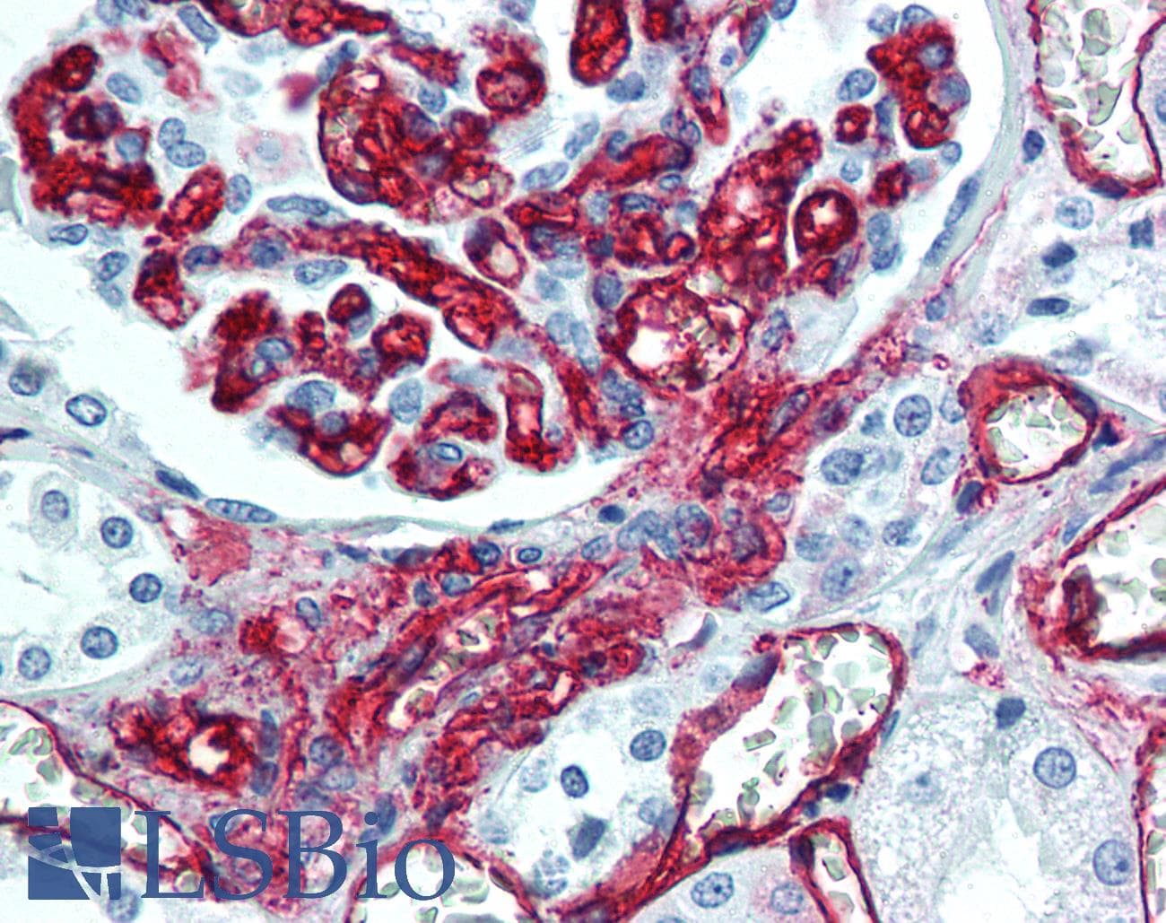 IHC-plus™ Monoclonal Mouse anti-Human CD34 Antibody (IHC, WB)