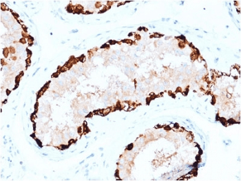 MAGEA4 Antibody (clone CPTC-MAGEA4-1, Azide-free, BSA-free)