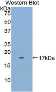FKBP1B / FKBP12.6 Antibody (aa2-108, APC)