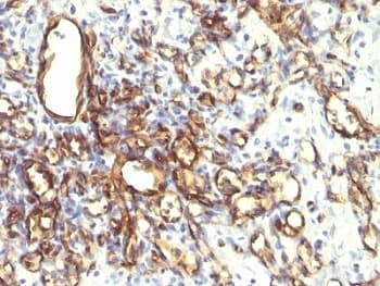 PODXL / Podocalyxin Antibody (Extracellular Domain, clone 2A4)