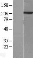 EXOC4 / SEC8 Protein (Over-Expression Lysate Myc-DDK (Flag))