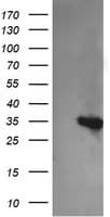 KIF25 Antibody (clone OTI1H10)