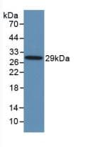 TLR8 Antibody (FITC)