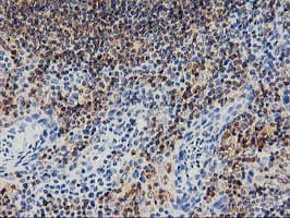 SNX8 Antibody (clone OTI3C4)