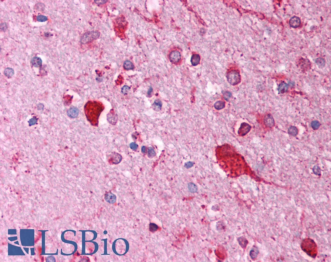 FOXI1 Antibody (aa221-270)