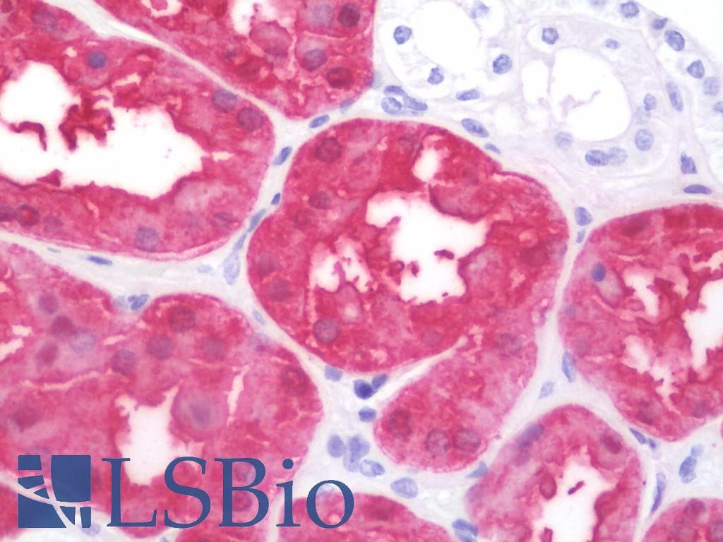 IHC-plus™ ASS1 / ASS Antibody (clone 2B10)