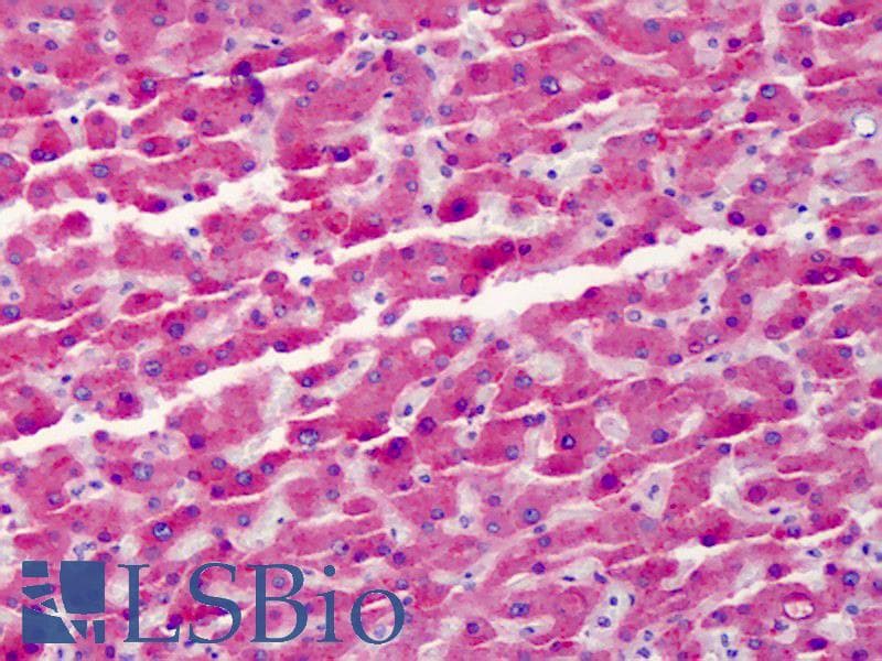 IHC-plus™ GC / Vitamin D-Binding Protein Antibody