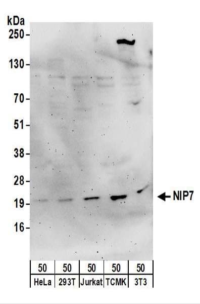 NIP7 Antibody (aa130-180)