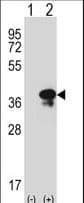 STX3 / Syntaxin 3 Antibody (aa178-205)