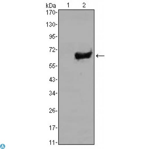SOX2 Antibody