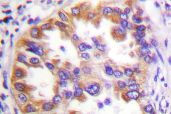 Tuberin / TSC2 Antibody (Phe933)