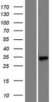 RARRES1 Protein (Over-Expression Lysate Myc-DDK (Flag))