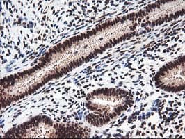 NUDT18 Antibody (clone OTI5D7)