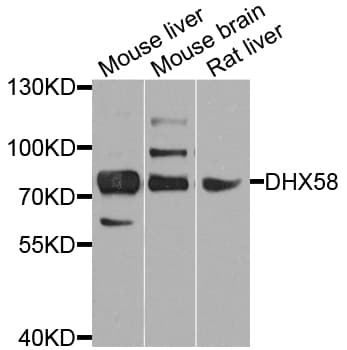 DHX58 / LGP2 Antibody