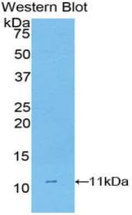 CD3D Antibody (aa22-104)