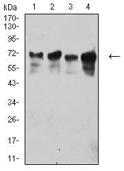TRIM29 Antibody (clone 8C8G5)