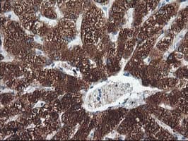 CYP2A6 Antibody (clone OTI3C1)
