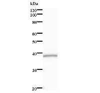 Monoclonal Mouse anti-Human SOX6 Antibody (clone 155C5a, IF, WB)