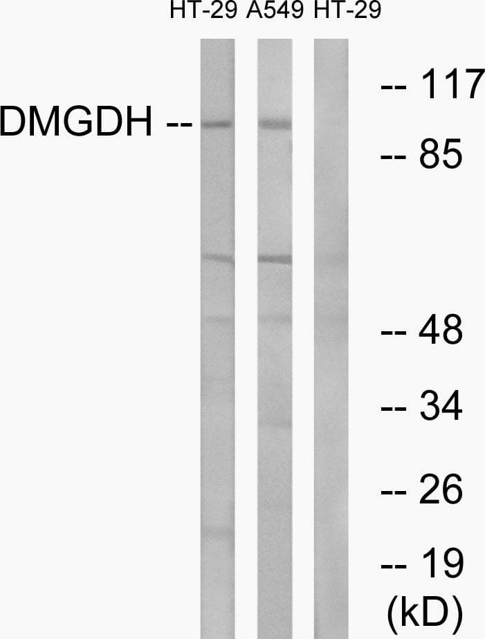 DMGDH Antibody