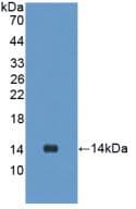 UCN2 / SRP Antibody (aa23-107)