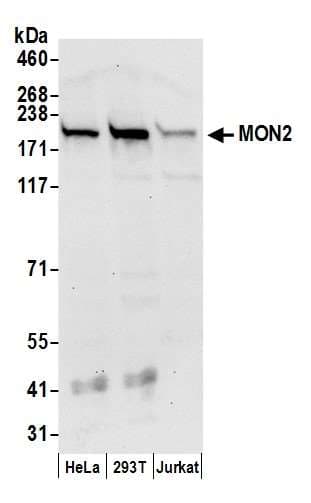 MON2 Antibody (aa1-50)
