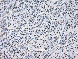CYPOR / POR Antibody (clone OTI2E4)