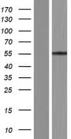 SARS2 / SYS Protein (Over-Expression Lysate Myc-DDK (Flag))