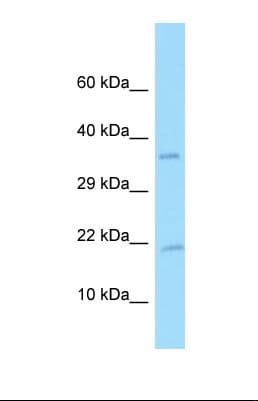 PDGF-AA Antibody (C-Terminus)