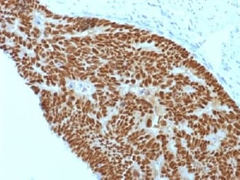CDX2 Antibody (clone CDX2/1690, Azide-free, BSA-free)