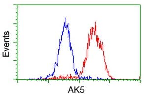 Monoclonal Mouse anti-Human AK5 / Adenylate Kinase 5 Antibody (clone OTI1G3, IHC, WB)