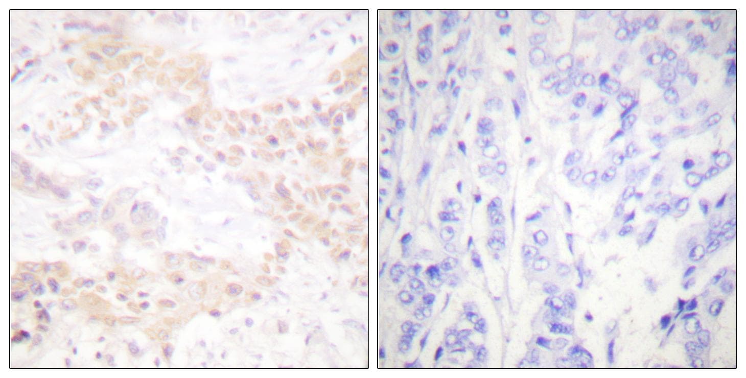 Histone H3 Antibody (p28)