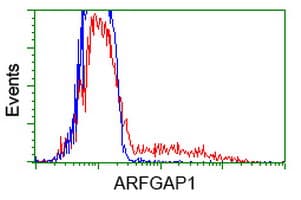 Monoclonal Mouse anti-Human ARFGAP1 Antibody (clone OTI1F6, IHC, IF, WB)