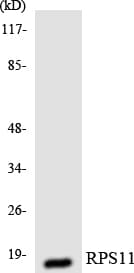 RPS11 / Ribosomal Protein 11 Antibody (aa60-109)