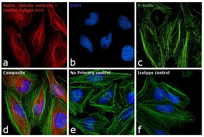 Goat Anti-Rabbit IgG Secondary Antibody (DY633)