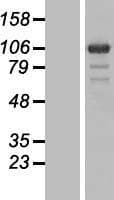 PGBD1 Protein (Over-Expression Lysate Myc-DDK (Flag))