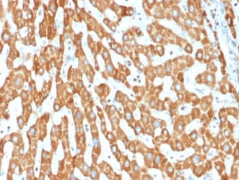Monoclonal Mouse anti-Human PHB / Prohibitin Antibody (clone PHB/1882, IHC, WB)