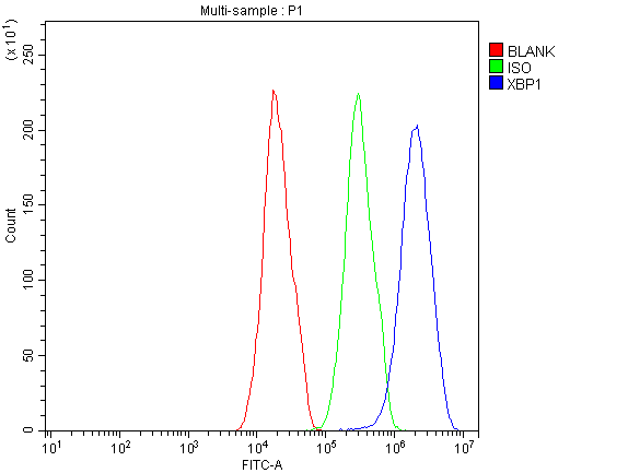 XBP1 Antibody (aa59-85)