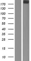 OBSL1 Protein (Over-Expression Lysate Myc-DDK (Flag))