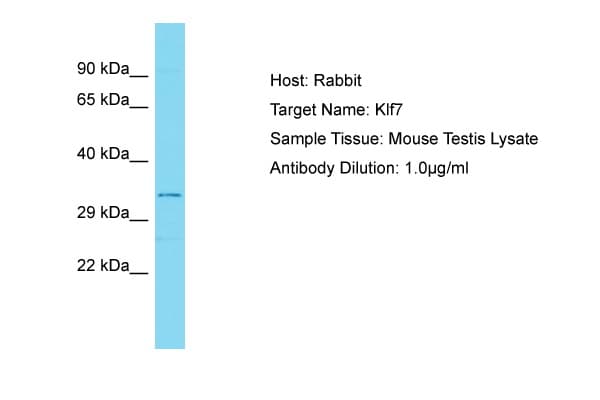 Polyclonal Rabbit anti-Mouse KLF7 Antibody (aa133-182, WB)