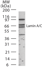 IHC-plus™ LMNA / Lamin A+C Antibody (aa249-266)