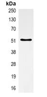 Monoclonal Mouse anti-Human Alpha Tubulin Antibody (IHC, IF, WB)