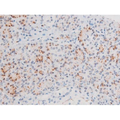 GATA4 Antibody (phospho-Ser105)