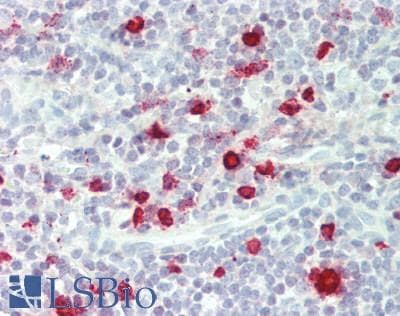 GZMM / Granzyme M Antibody