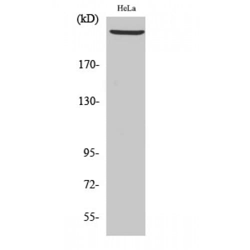 PRKDC / DNA-PKcs Antibody (4030-4110 aa, C-terminal)