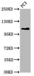 FAN1 Antibody